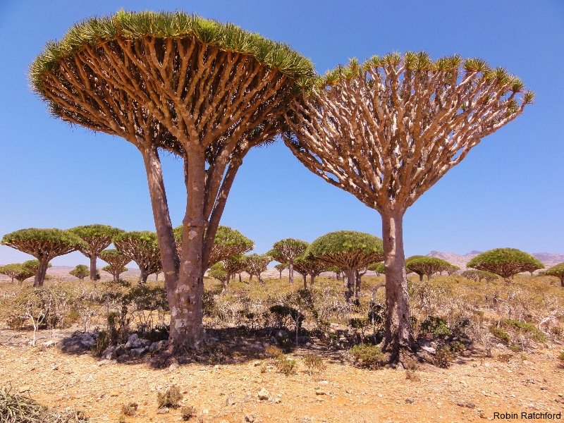 Socotra: The Mysterious Island of the Assyrian Church of the East